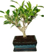 Ficus retusa - fíkovník - bonsai 957