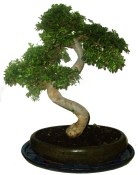 Zelkova 299 - pokojové bonsaje