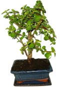 Tlustice - Portulacaria Afra 958