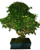 Ligustrum chinensis ptačí zob 960