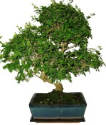 Ligustrum chinensis ptačí zob 961