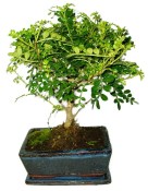 Caragona spinosa - čínský pepř 964 - bonsai