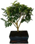 Caragona spinosa - čínský pepř 965 - bonsai