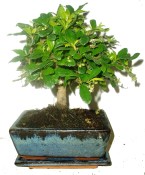 Carmona microphylla - čaj fuki 350 bonsai