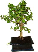 Tlustice - Portulacaria Afra 966