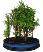 Metasequola - sekvoj 967 - venkovní bonsaje