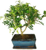 Caragona spinosa - čínský pepř 968 - bonsai