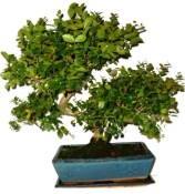 Pokojová bonsai - Sagerethia thea 969