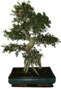 Zelkova 970 - pokojové bonsaje 