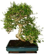 Pokojová bonsaj Carmona microphylla - čaj fuki 971