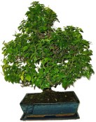 Pokojová bonsai - Sagerethia thea 972