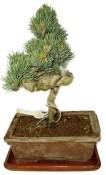 Pinus pentaphila 973 - venkovní bonsaje
