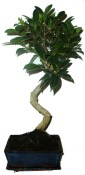  Ficus retusa - fíkovník - bonsaj 388