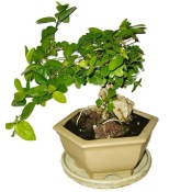 Acerola - Mapighia - tropická barbadosská třešeň 588