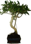 Ficus retusa - fíkovník - bonsaj 390