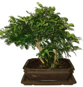 Caragona spinosa - čínský pepř 968 - bonsai