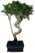  Ficus retusa - fíkovník - bonsaj 136