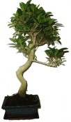  Ficus retusa - fíkovník - bonsaj 138