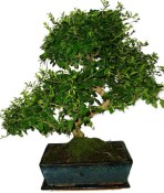 Ligustrum chinensis ptačí zob 961