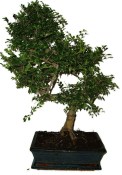 Zelkova 970 - pokojové bonsaje 