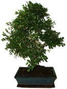 Zelkova 970 - pokojové bonsaje 