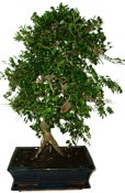 Zelkova 970 - pokojové bonsaje 