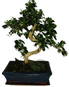 Pokojová bonsaj Carmona microphylla - čaj fuki 935