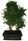 Zelkova 970 - pokojové bonsaje 