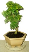 Ligustrum chinensis ptačí zob 170