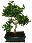 Caragona spinosa - čínský pepř 968 - bonsai