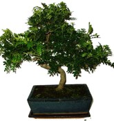 Caragona spinosa - čínský pepř 968 - bonsai