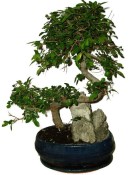 Zelkova 970 - pokojové bonsaje 