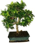 Caragona spinosa - čínský pepř 968 - bonsai