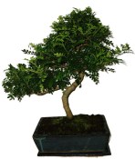 Caragona spinosa - čínský pepř 968 - bonsai