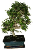 Zelkova 970 - pokojové bonsaje 