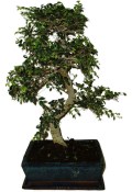 Zelkova 970 - pokojové bonsaje 