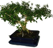 Serissa foetida - strom tísíce hvězd 932