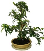 Caragona spinosa - čínský pepř 968 - bonsai