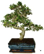 Zelkova 970 - pokojové bonsaje 