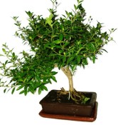 Serissa foetida - strom tísíce hvězd 932