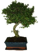 Zelkova 970 - pokojové bonsaje 