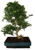 Caragona spinosa - čínský pepř 968 - bonsai