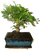 Carmona microphylla - čaj fuki 351 bonsai