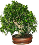 Ficus retusa - fíkovník - bonsai 957