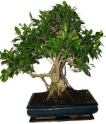 Ficus retusa - fíkovník - bonsai 957