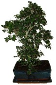 Zelkova 970 - pokojové bonsaje 