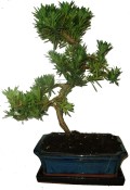 Podocarpus - Kamenný tis 454