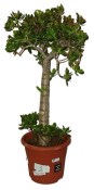 Crassula ovata tlustice XXL 3