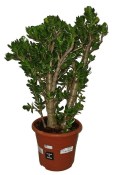 Crassula ovata tlustice XXL 7