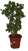 Crassula ovata tlustice XXL 7